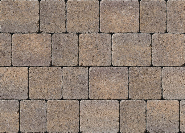 Tegula - Image 6