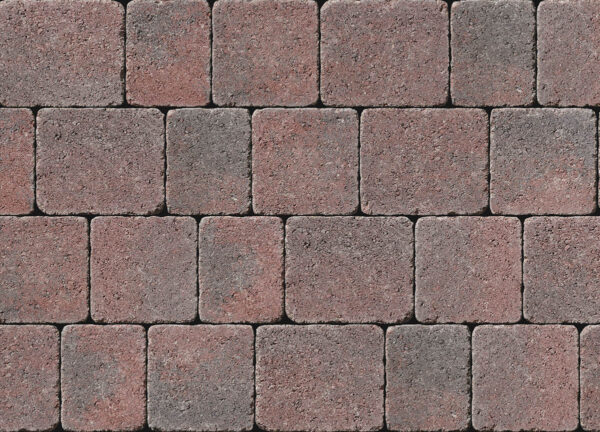 Tegula - Image 7