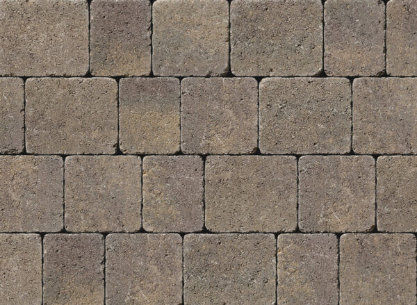 Tegula - Image 8