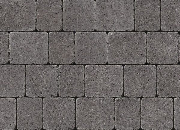 Tegula - Image 9