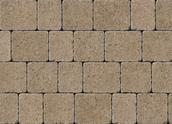 Tegula - Image 10