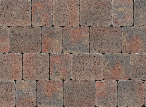 Tegula - Image 11