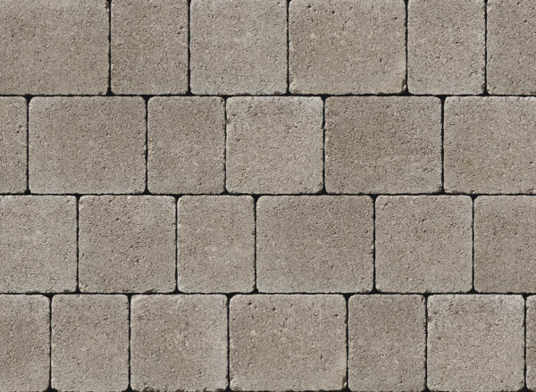 Tegula - Image 12