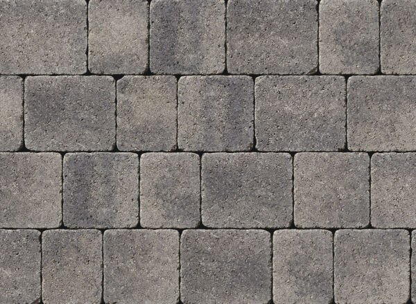 Tegula - Image 13