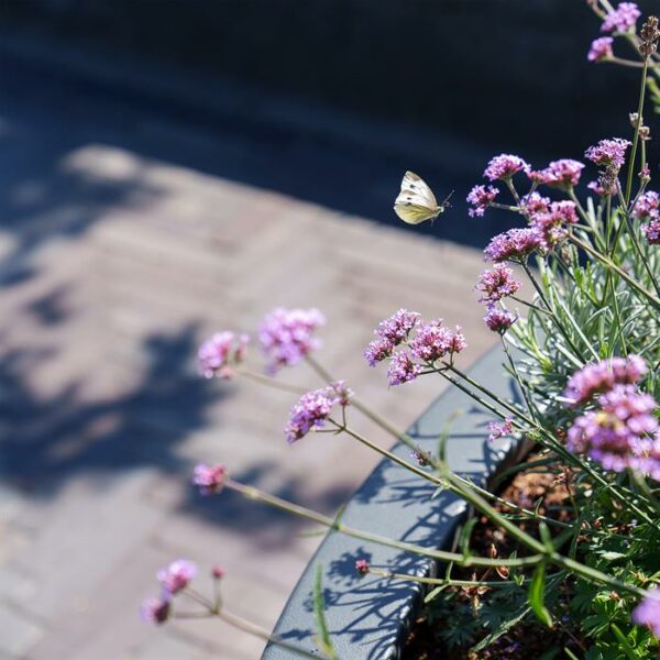 Circum Fibreglass Planters - Image 3