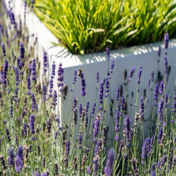 Carrez Fibreglass Planters - Image 7